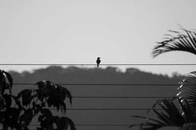 Low angle view of silhouette birds perching on cable against clear sky