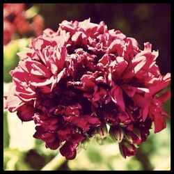 Close-up of pink flowers