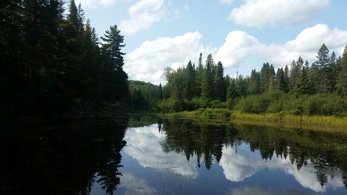 Scenic view of lake in forest against sky