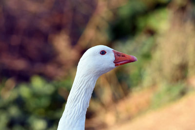 Close-up of a bird