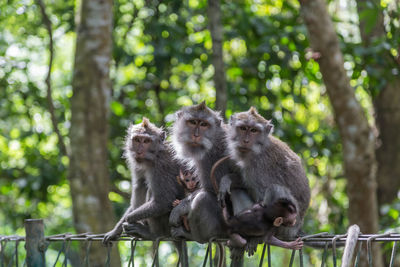 Monkey sitting in a forest