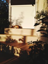 Potted plant by window in building