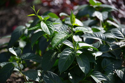 Close-up of fresh green leaves
