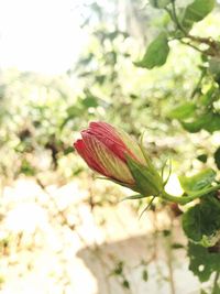 Close-up of red hibiscus blooming outdoors