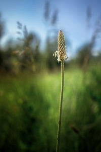 Close-up of flowering plant on field