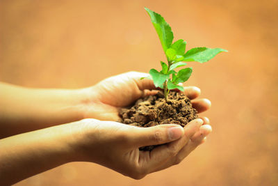 Cropped hands of person holding sapling