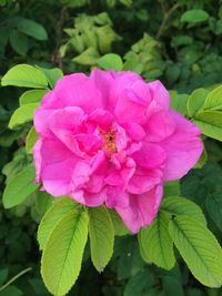 Close-up of pink flowers in park