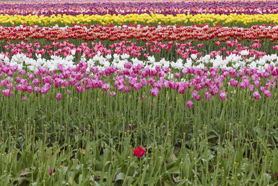 Pink flowering plants on field
