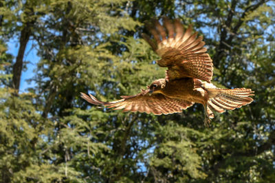 Low angle view of bird flying