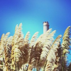 Low angle view of trees against clear blue sky