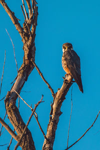 Low angle view of eagle perching on tree