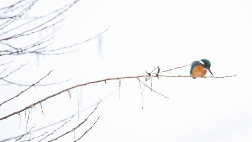 Low angle view of bird perching on branch against sky