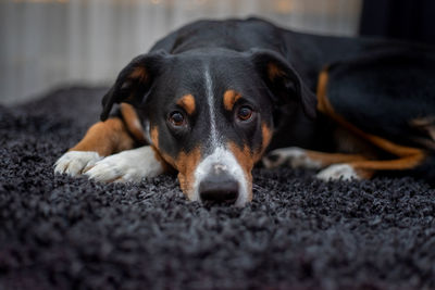 Close-up portrait of dog resting