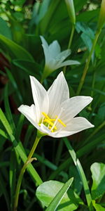 Close-up of white flowering plant