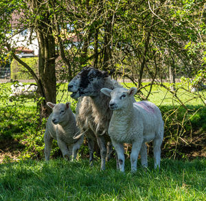 Four week old lambs and sheep low angle view portrait in green grass field