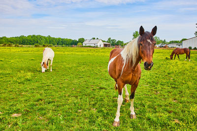 Horses on field