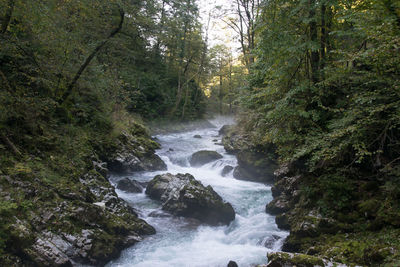 Scenic view of waterfall in forest