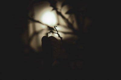 Close-up of insect on plant