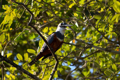 Low angle view of bird perching on tree