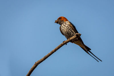 Low angle view of bird perching on branch against sky