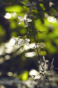 Close-up of white flowering plant
