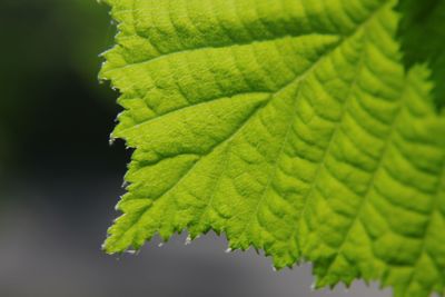 Close-up of leaves