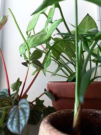 Plants growing on a wall