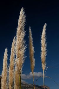 Low angle view of crops against clear blue sky