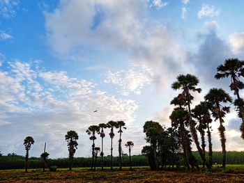 Trees on field against sky