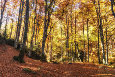 Trees in forest during autumn