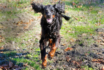 Portrait of s running gordon setter 