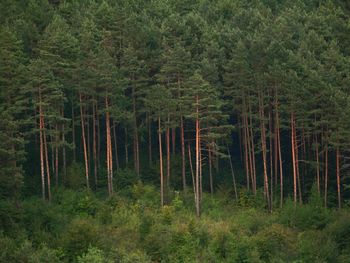 Pine trees in forest