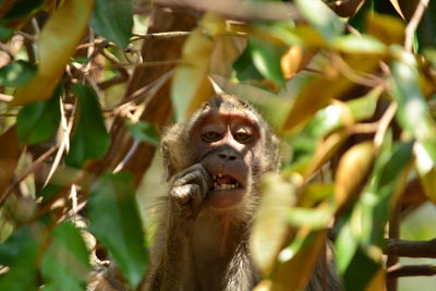 Portrait of a monkey