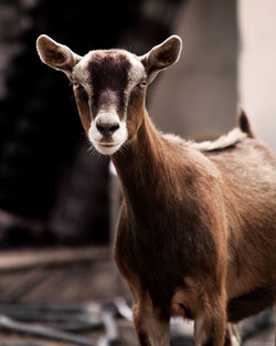 Portrait of brown goat