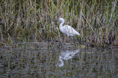 Bird in a lake