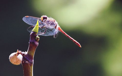 Close-up of insect on plant