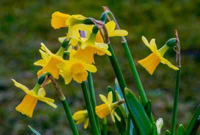 Close-up of yellow flowering plant