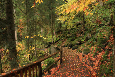 Trees in forest during autumn