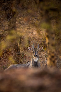 Portrait of deer in a forest