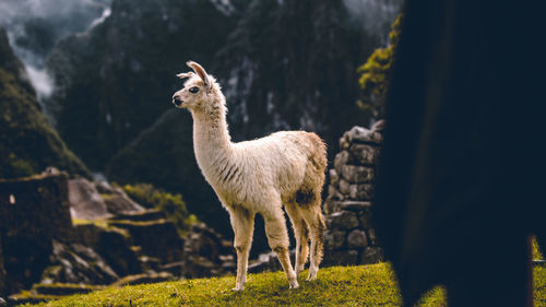 Close-up of deer standing on field