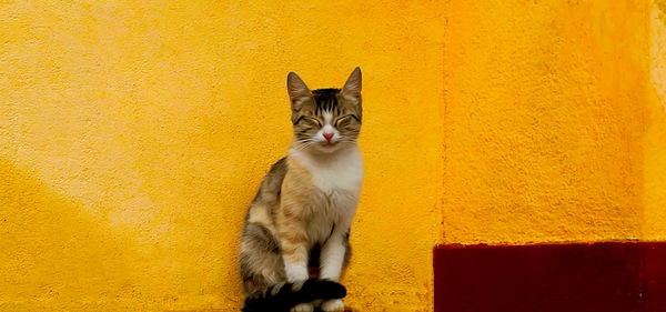 Cat sitting against yellow wall