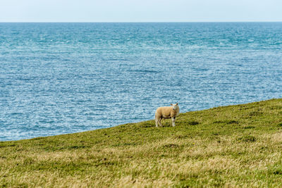 Sheep on grassy field by sea 