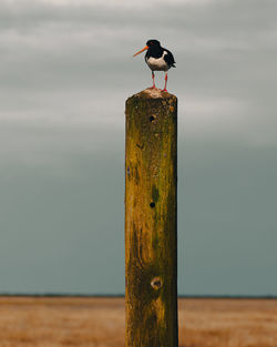 Close-up of bird perching on wood