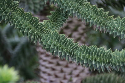 Close-up of succulent plant