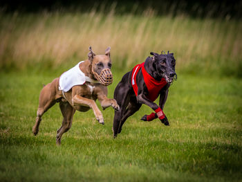 Close-up of two dogs running on grassy field