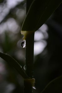 Close-up of water drop falling on plant