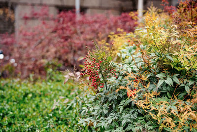 Close-up of flowering plants on land