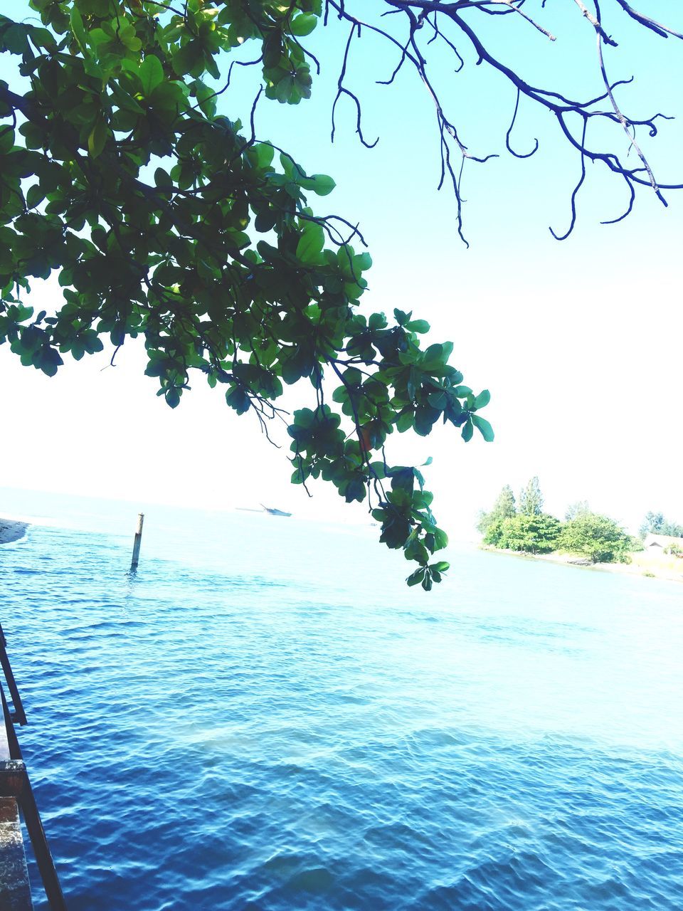 water, tree, sea, clear sky, waterfront, scenics, beauty in nature, tranquility, nature, branch, tranquil scene, horizon over water, blue, rippled, day, sky, idyllic, outdoors, growth, sunlight