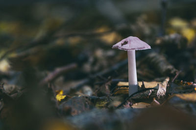 Close-up of mushroom growing on field