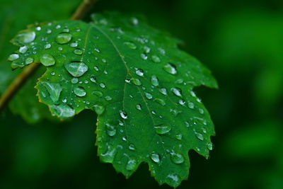 Close-up of raindrops on leaves